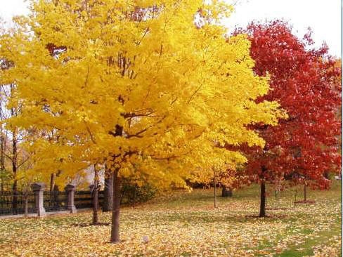 一、我們的紅楓為何能保障在同類產(chǎn)品中價(jià)錢(qián)低？